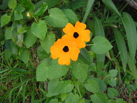 Image of thunbergia