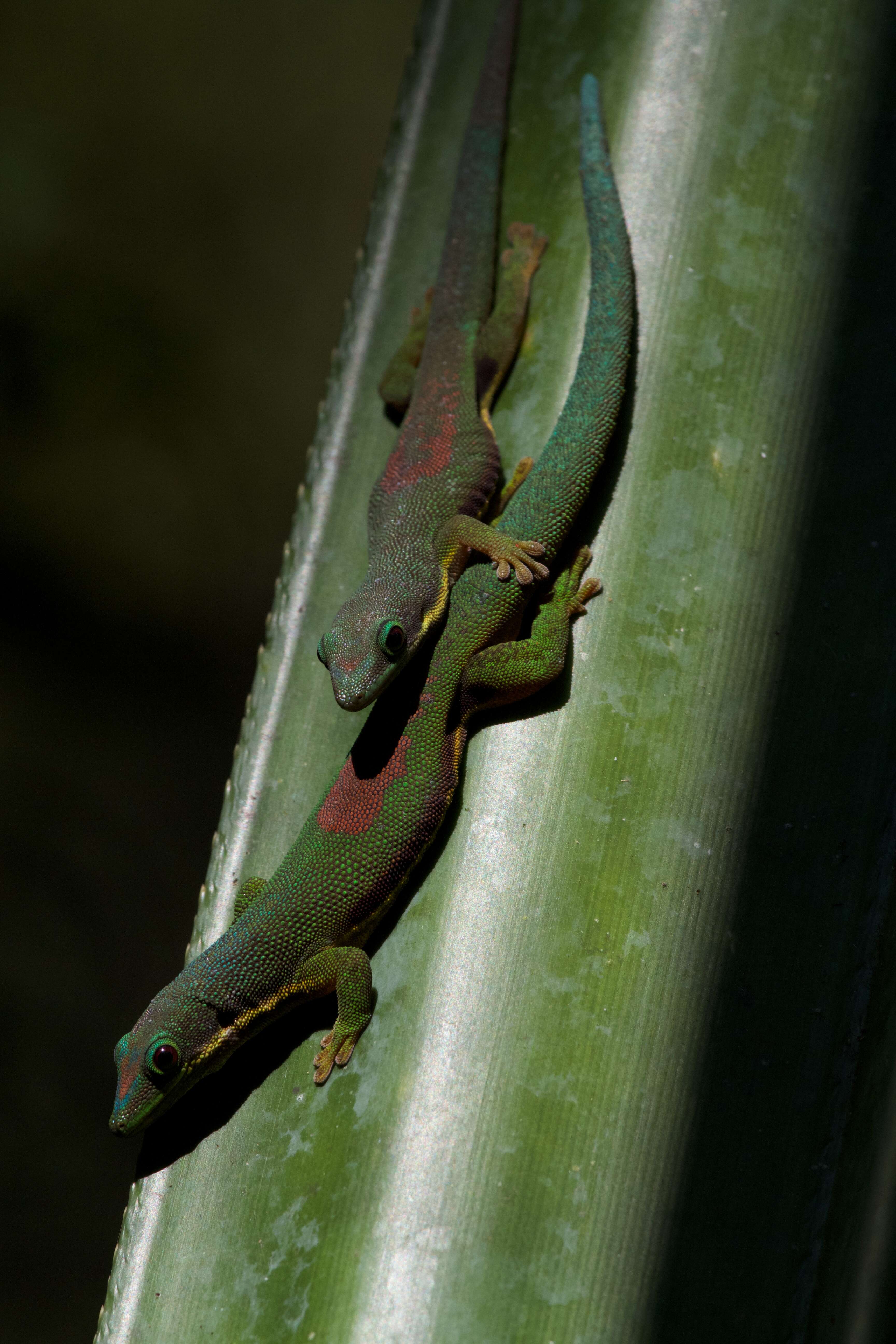 Image of Lined Day Gecko