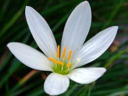 Imagem de Zephyranthes candida (Lindl.) Herb.