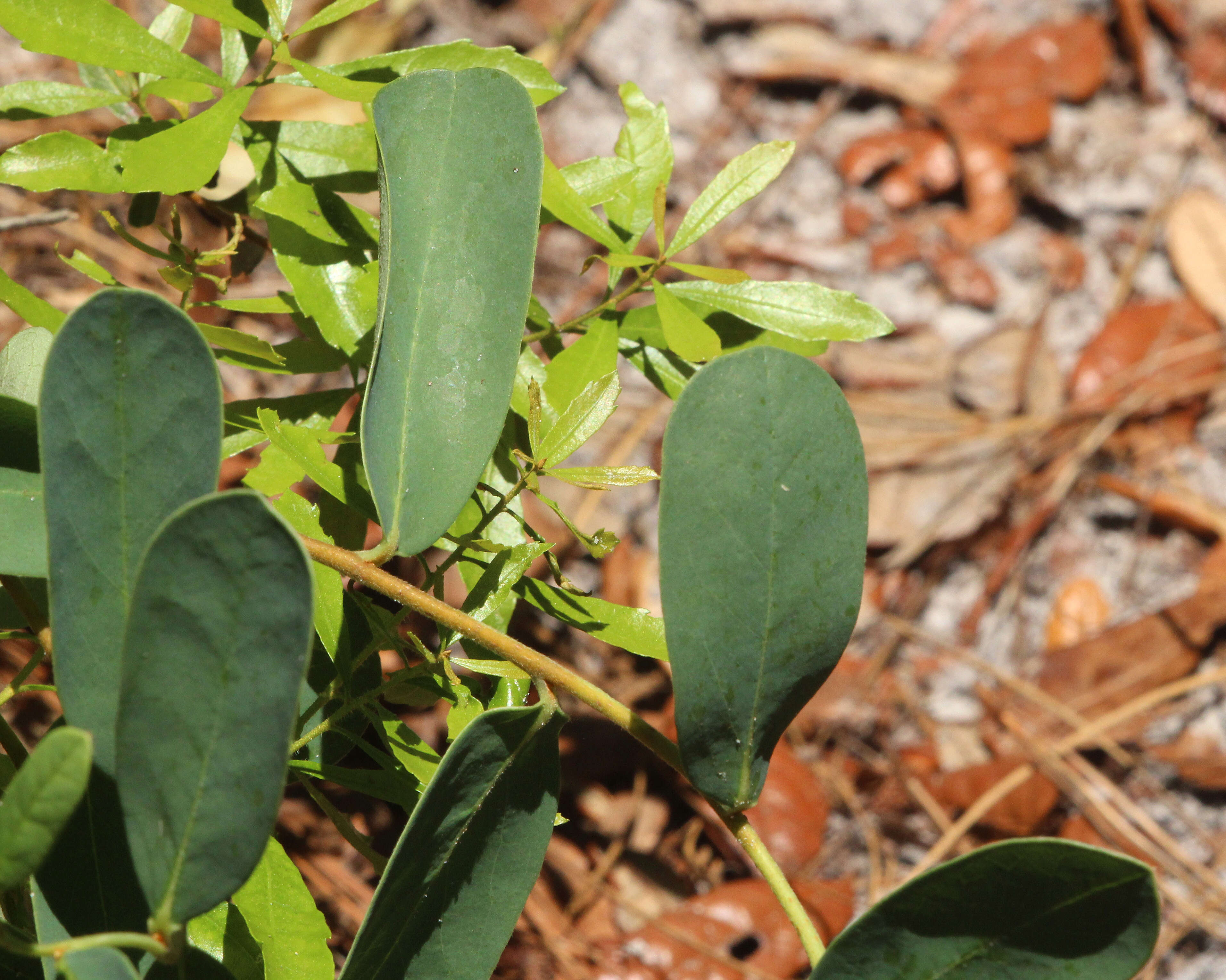 Image of netted pawpaw