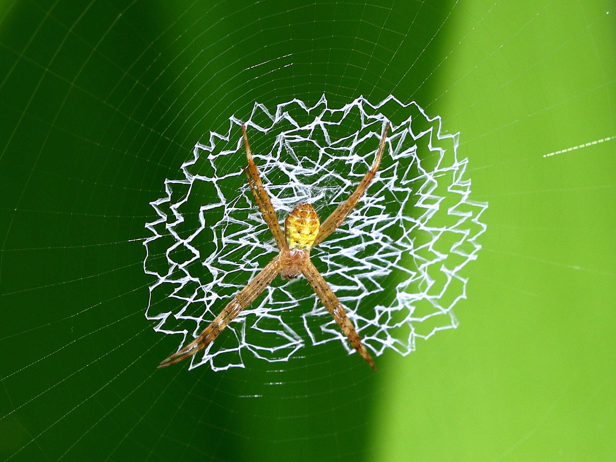 Image of St Andrews cross spider