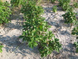 Image of Mitten tree