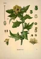 Image of henbane