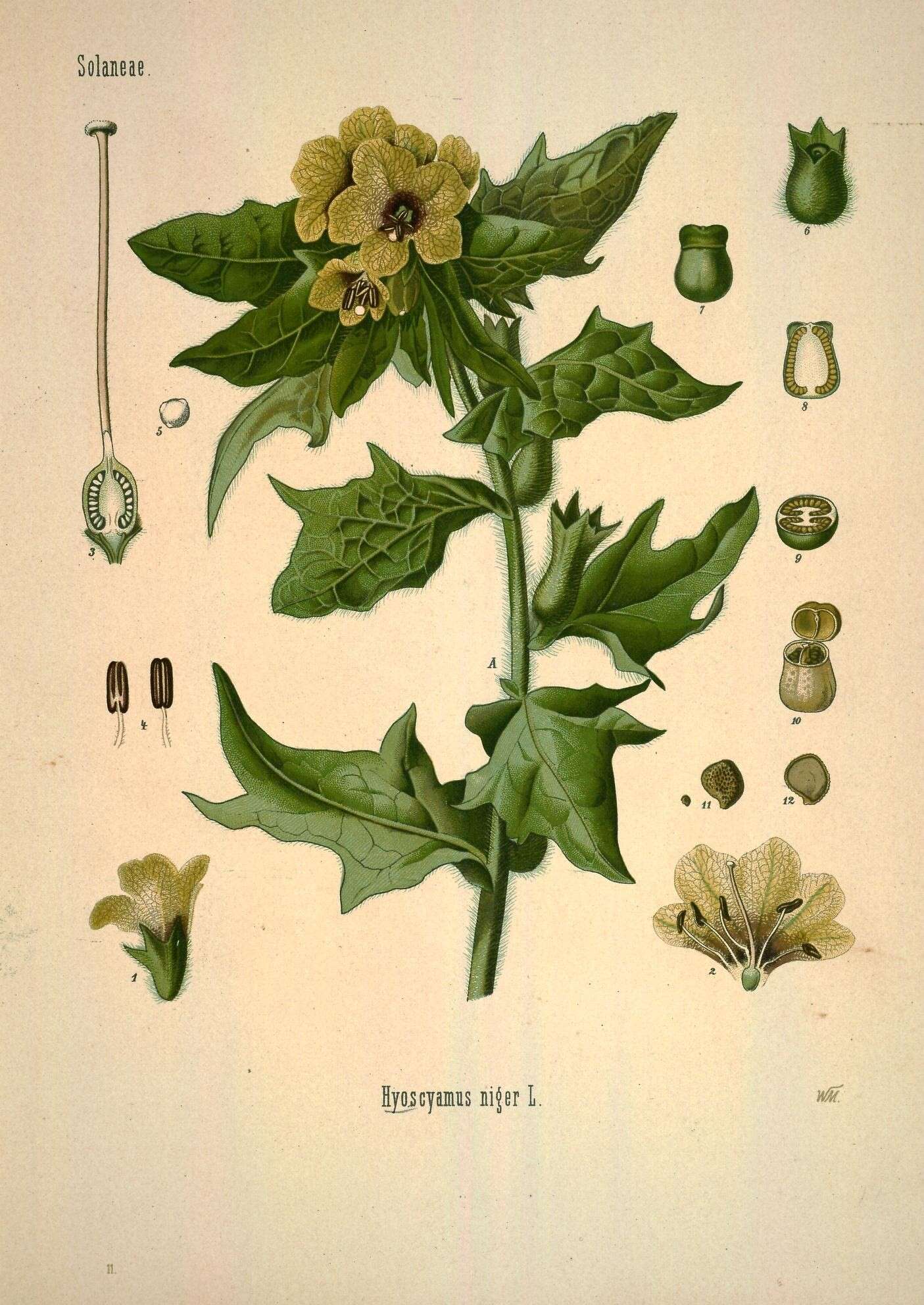 Image of black henbane