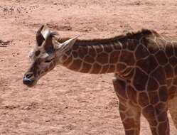 Image of Giraffes