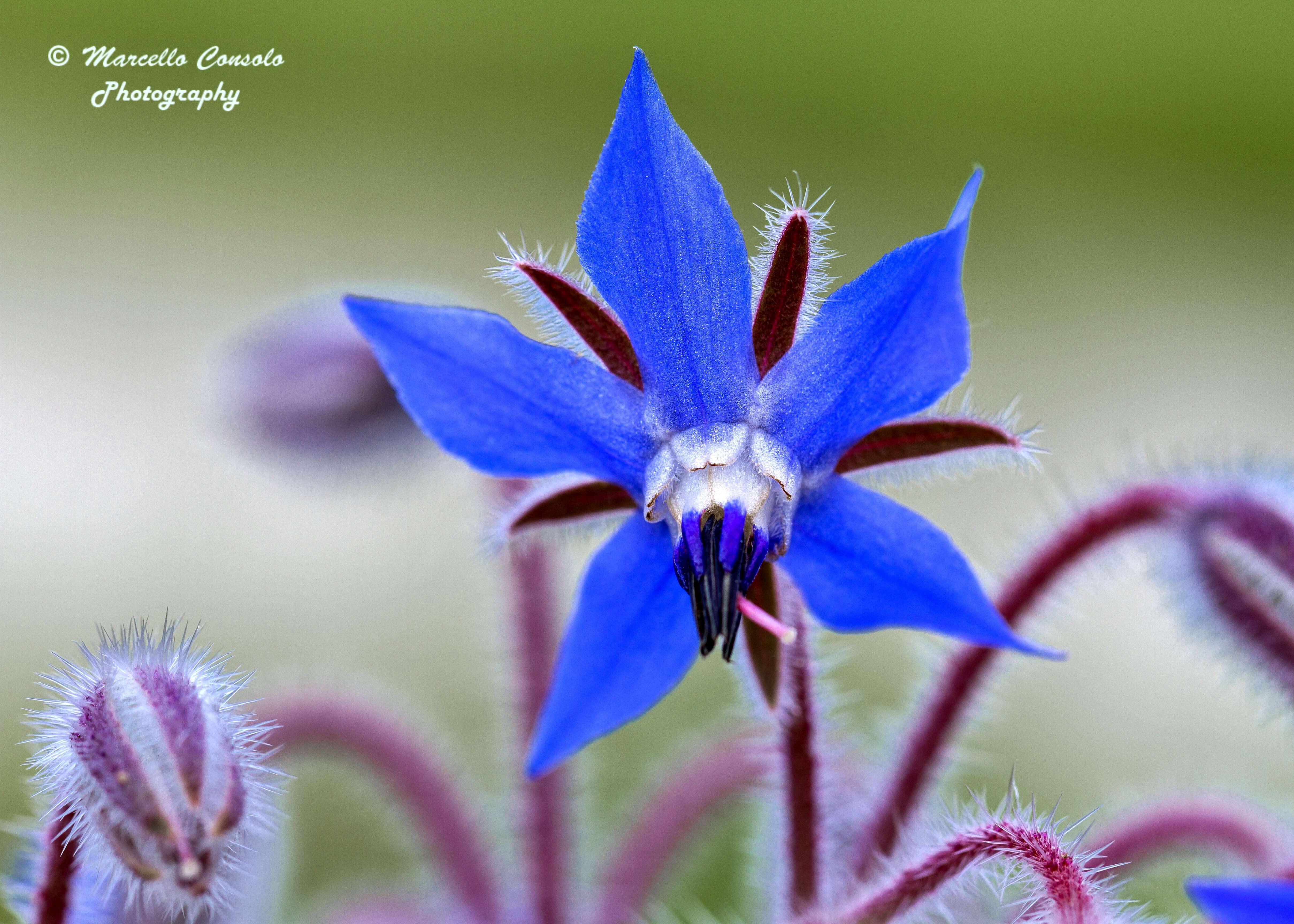 Image of borage