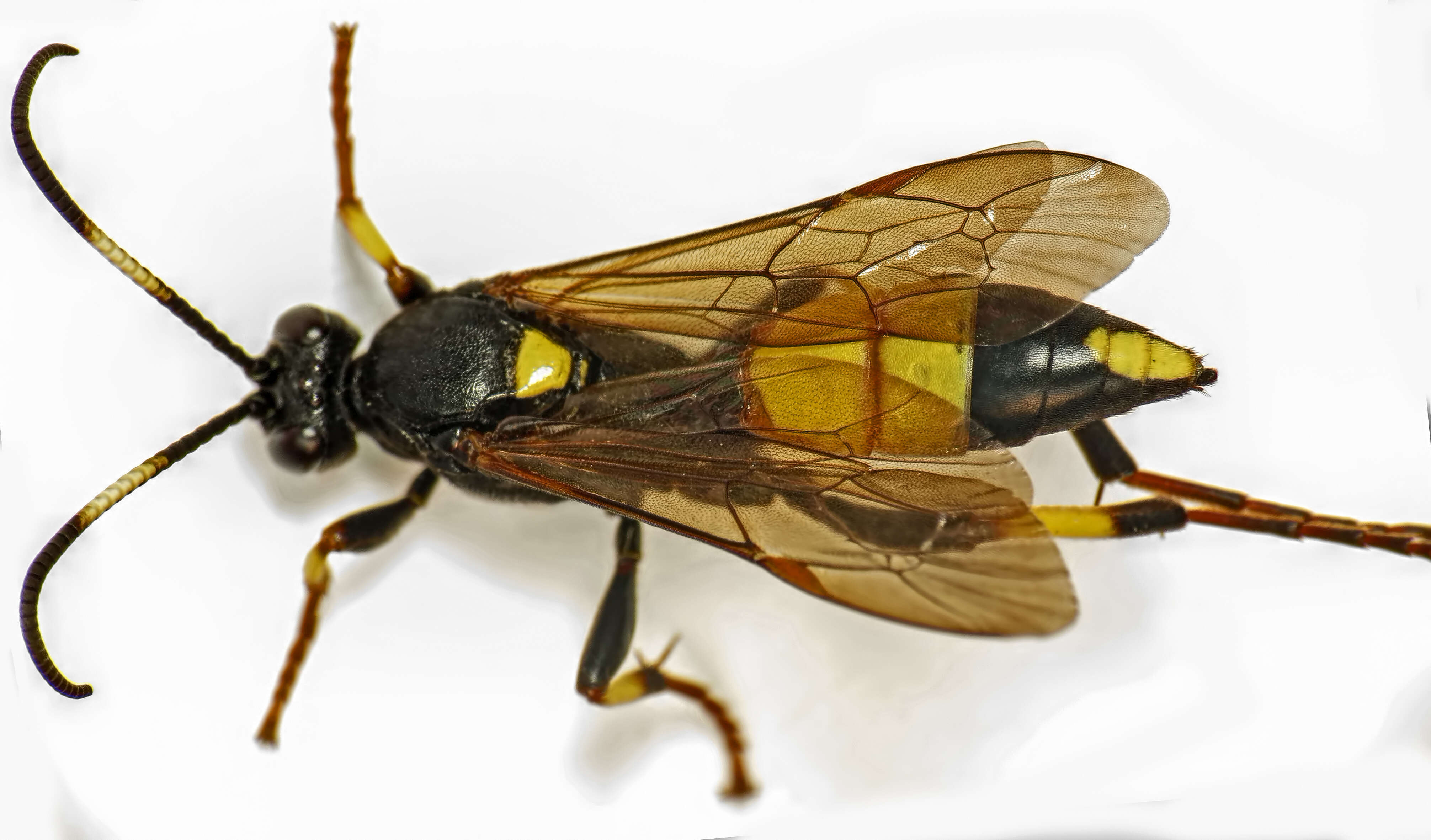 Image of Ichneumon stramentor Rasnitsyn 1981