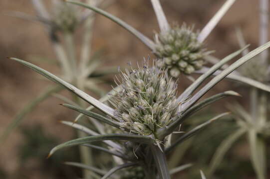 Imagem de Eryngium