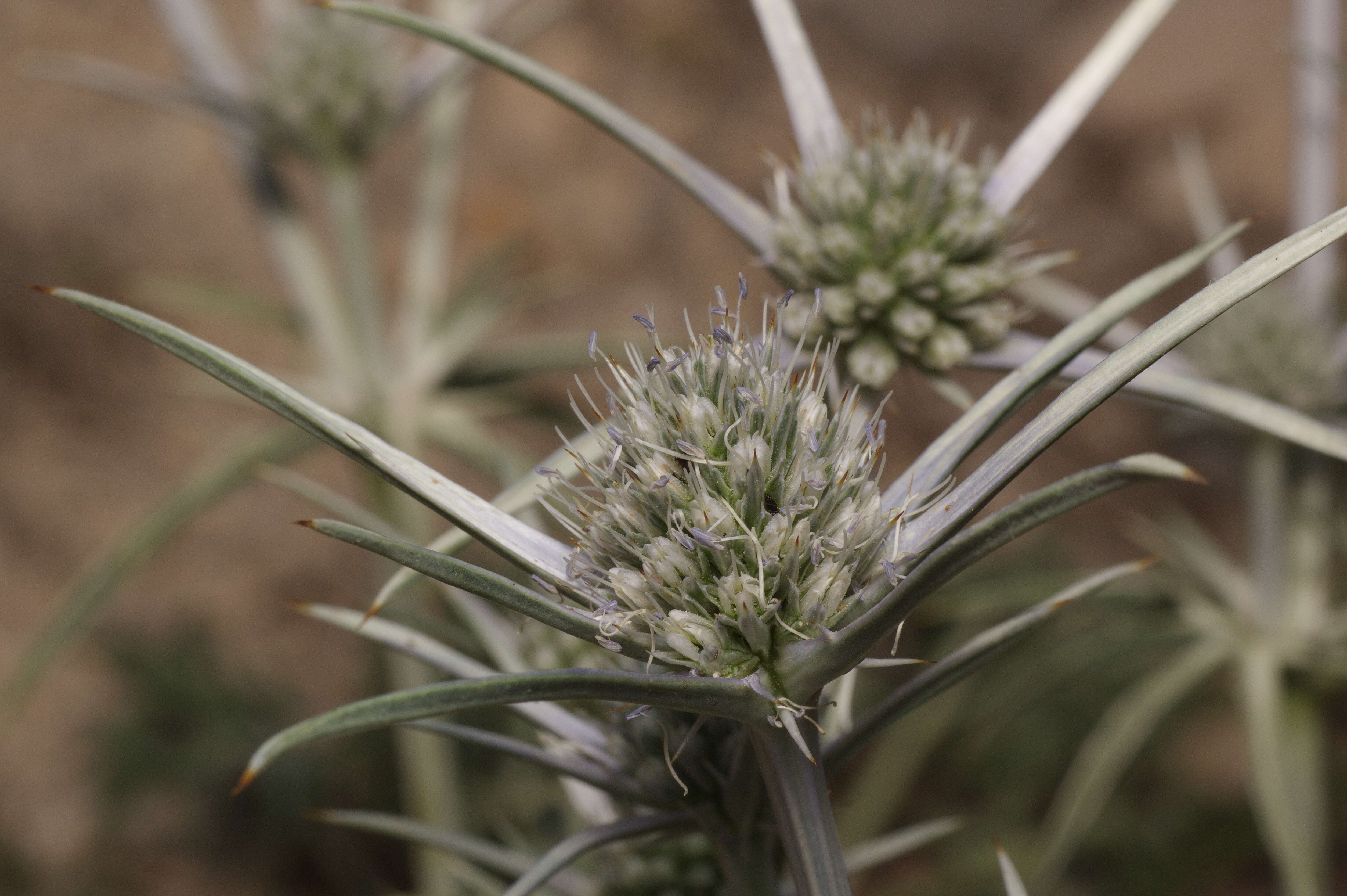 Eryngium bourgatii Gouan resmi