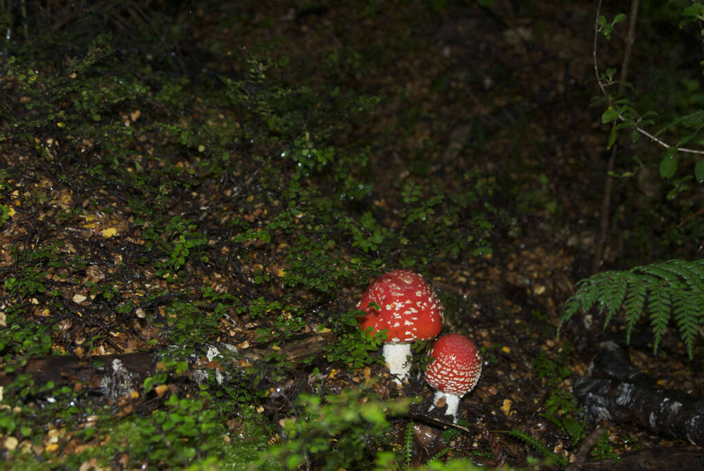 Image of Amanita