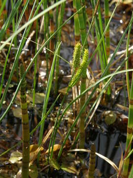 Image of Water Horsetail