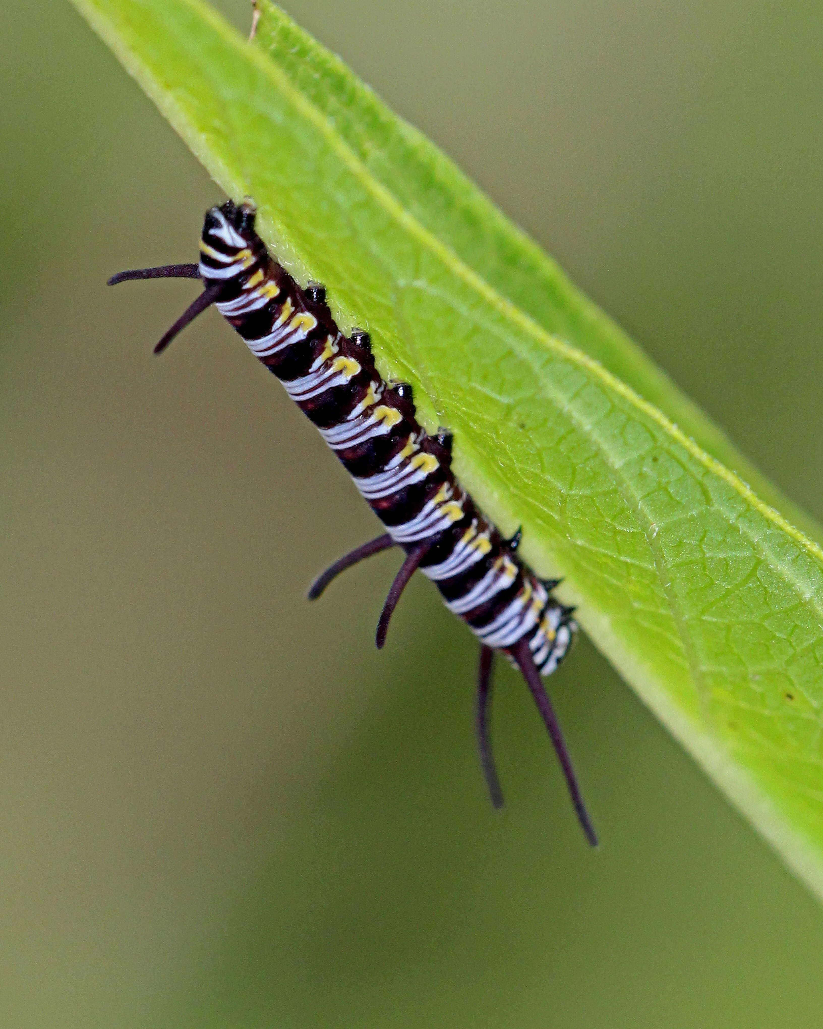 Sivun Danaus (Anosia) gilippus Cramer 1775 kuva