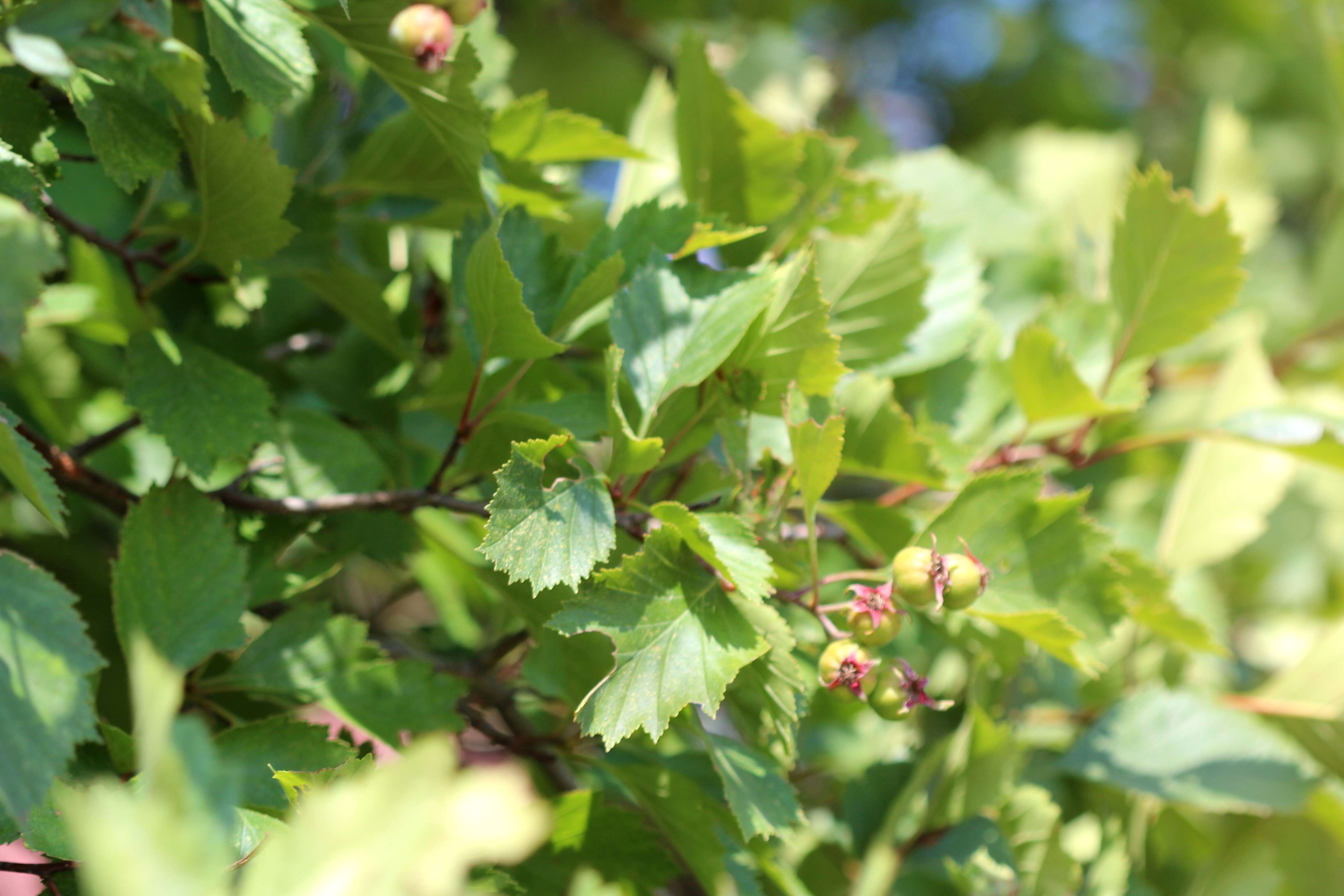 Image of Magnoliophyta