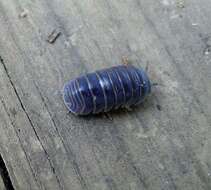 Image of Pill millipede