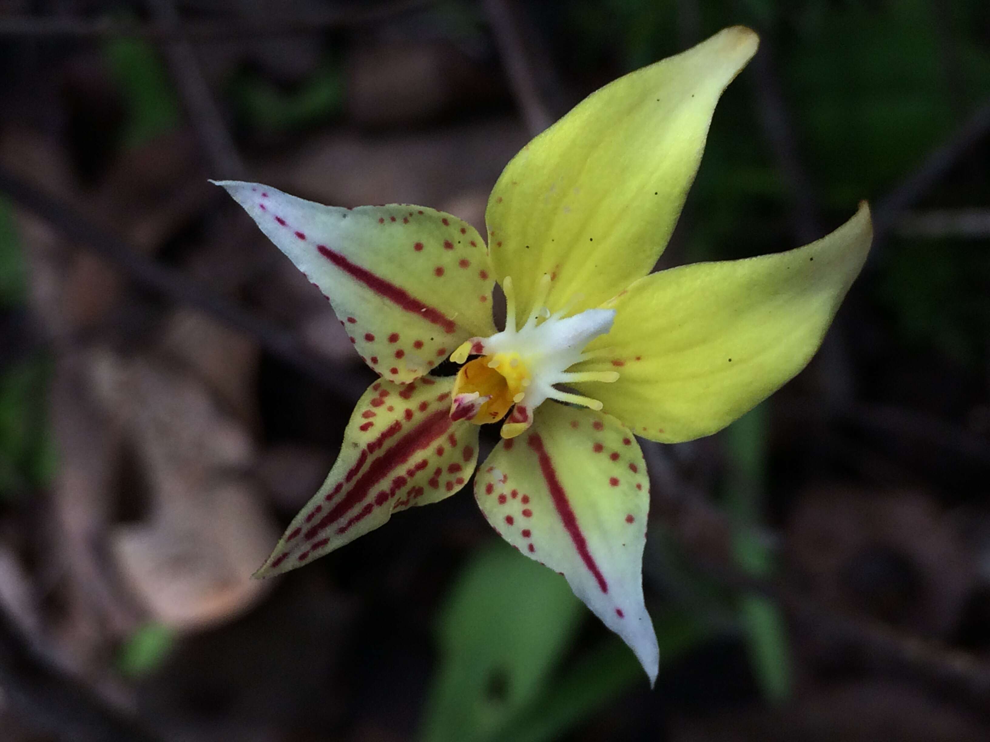 Image of Caladenia flava R. Br.