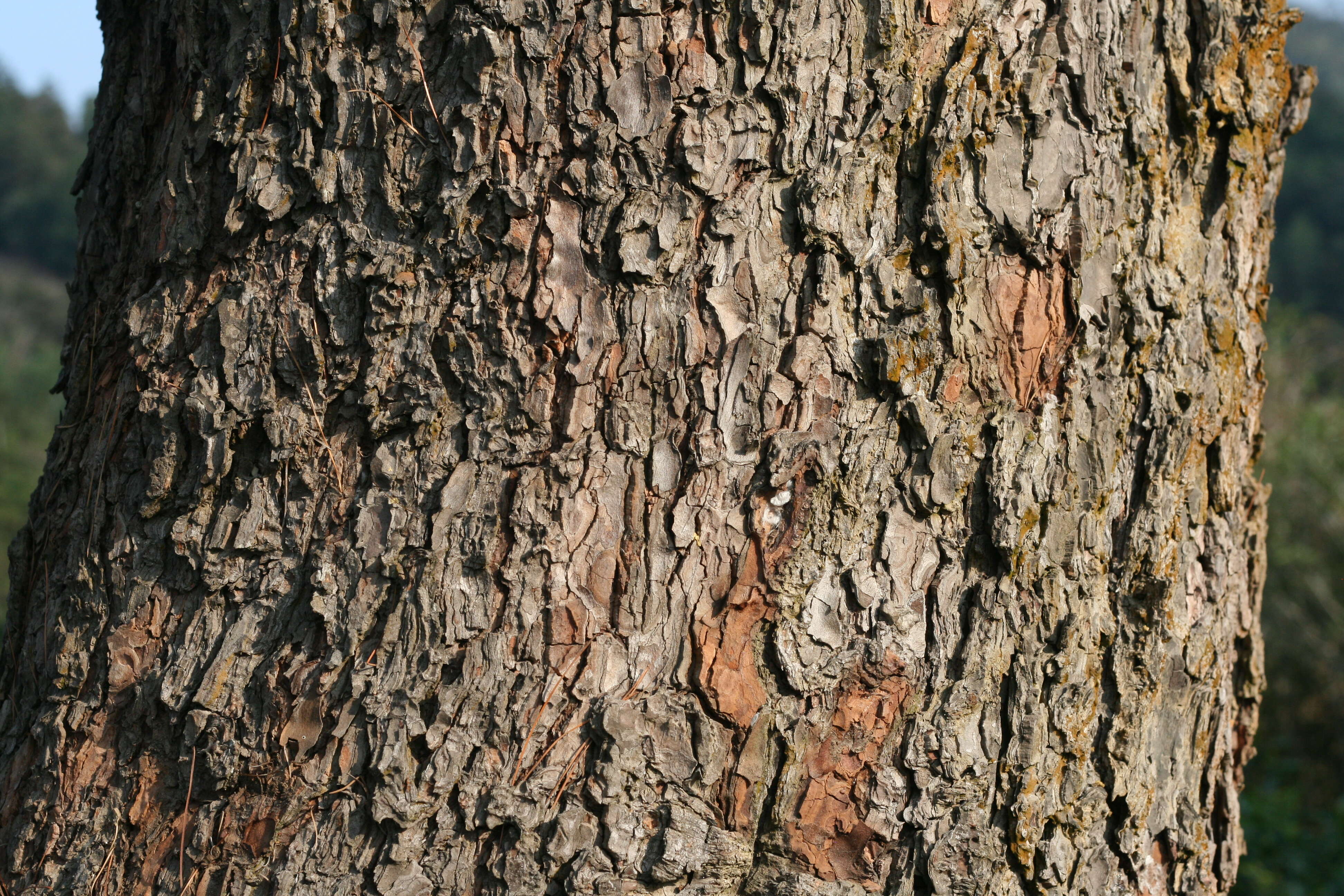 Image of Taiwan White Pine