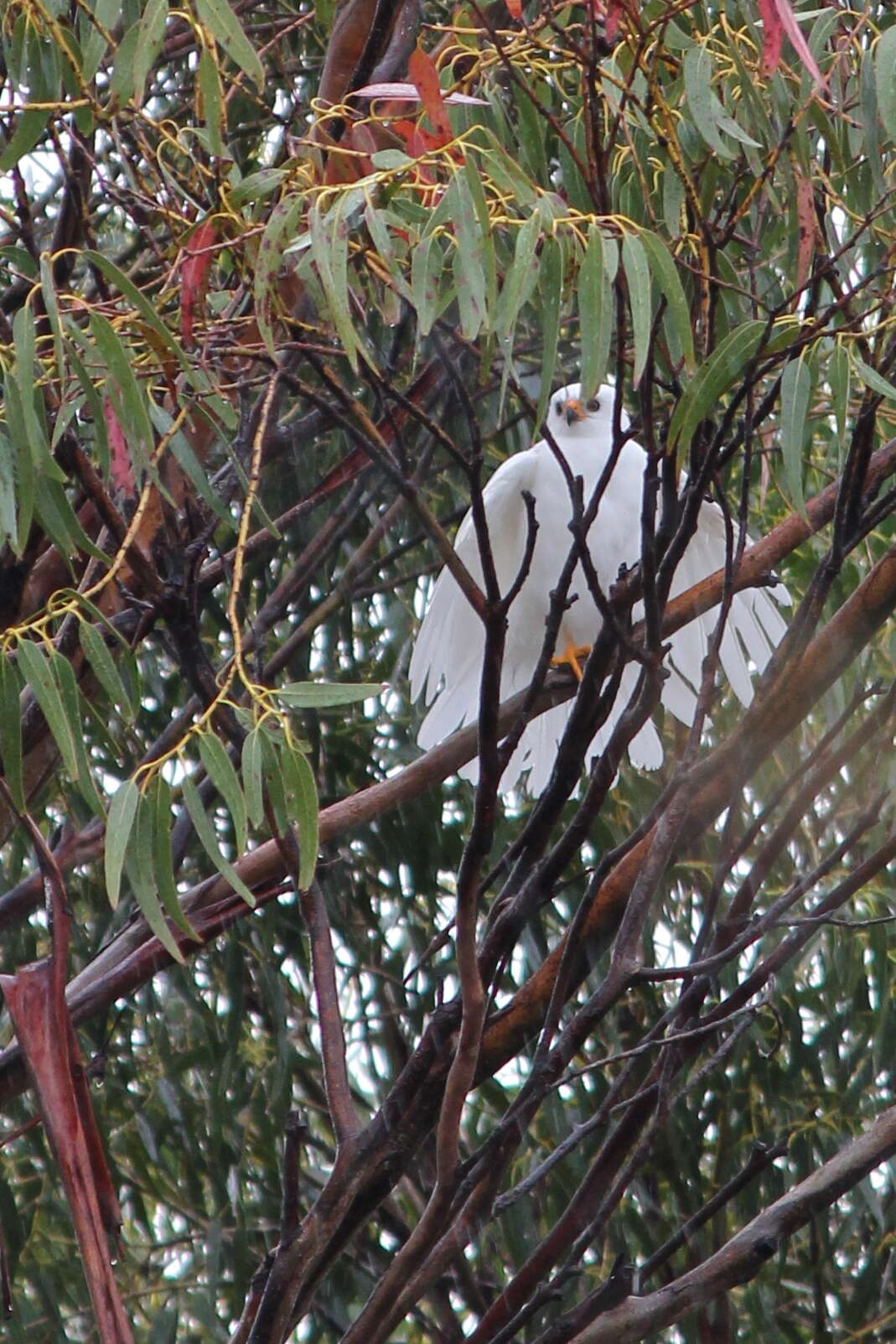 Image of Grey Goshawk