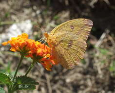 Image of Large Orange Sulphur