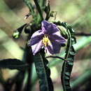 Image of Solanum vescum F. Müll.