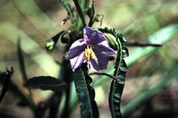 Image of Solanum vescum F. Müll.