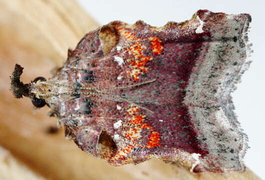 Image of Trumpet Vine Moth