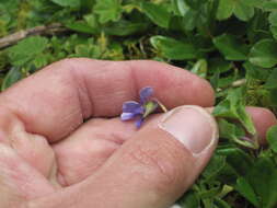 Image of Viola eminii (Engl.) Fries