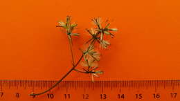 Image of Mikania salzmanniifolia DC.
