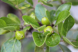 Image of Claoxylon tenerifolium (F. Muell. ex Baill.) F. Muell.