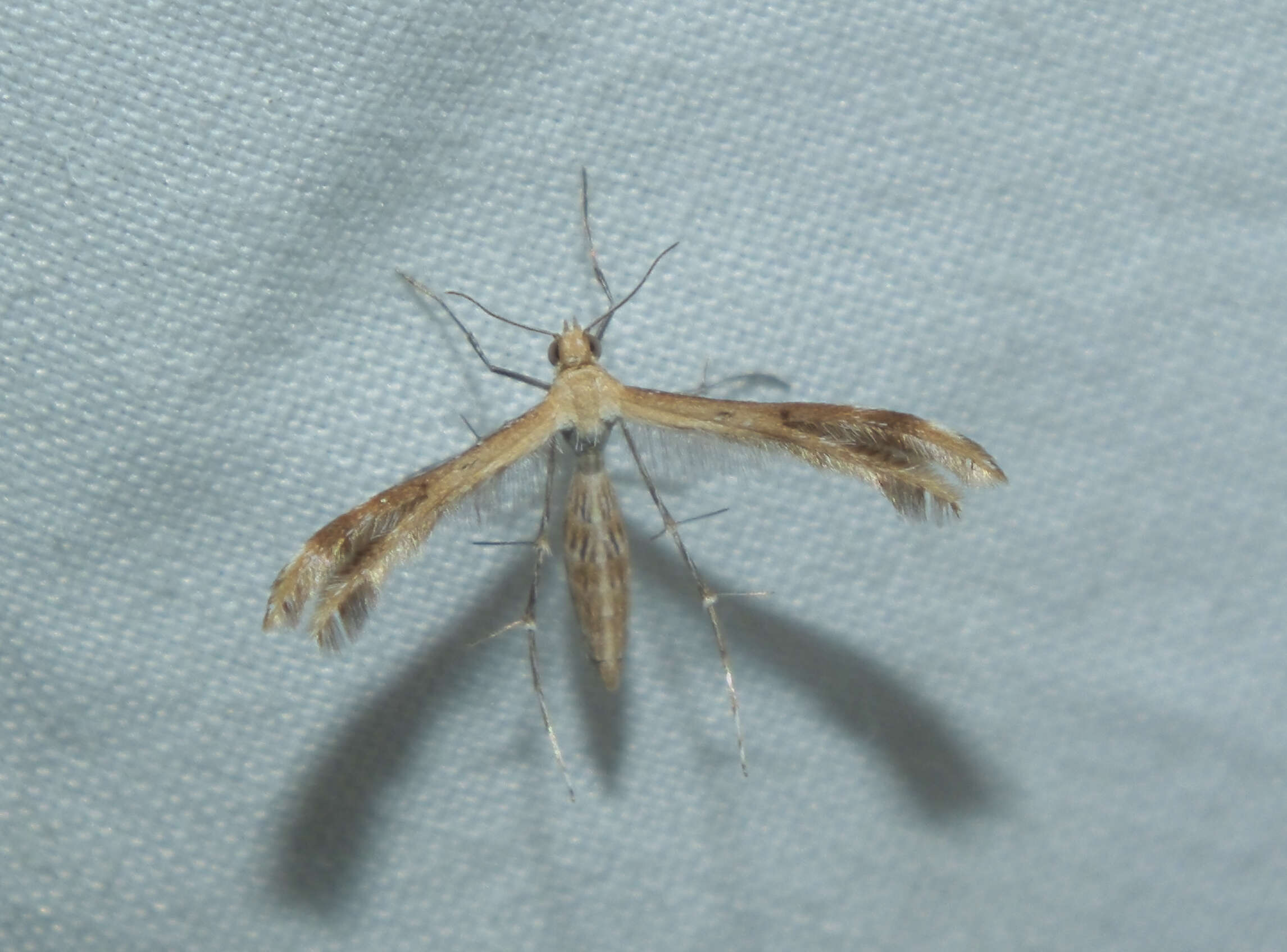 Image of Pterophoroidea