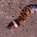 Image of Triangle Water Snake