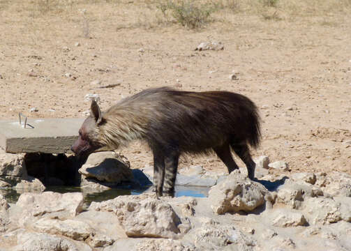 Image of Brown Hyena -- Brown Hyaena