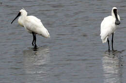 Image of Platalea Linnaeus 1758