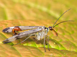 Image of scorpionflies