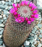 Image of Mammillaria spinosissima Lem.