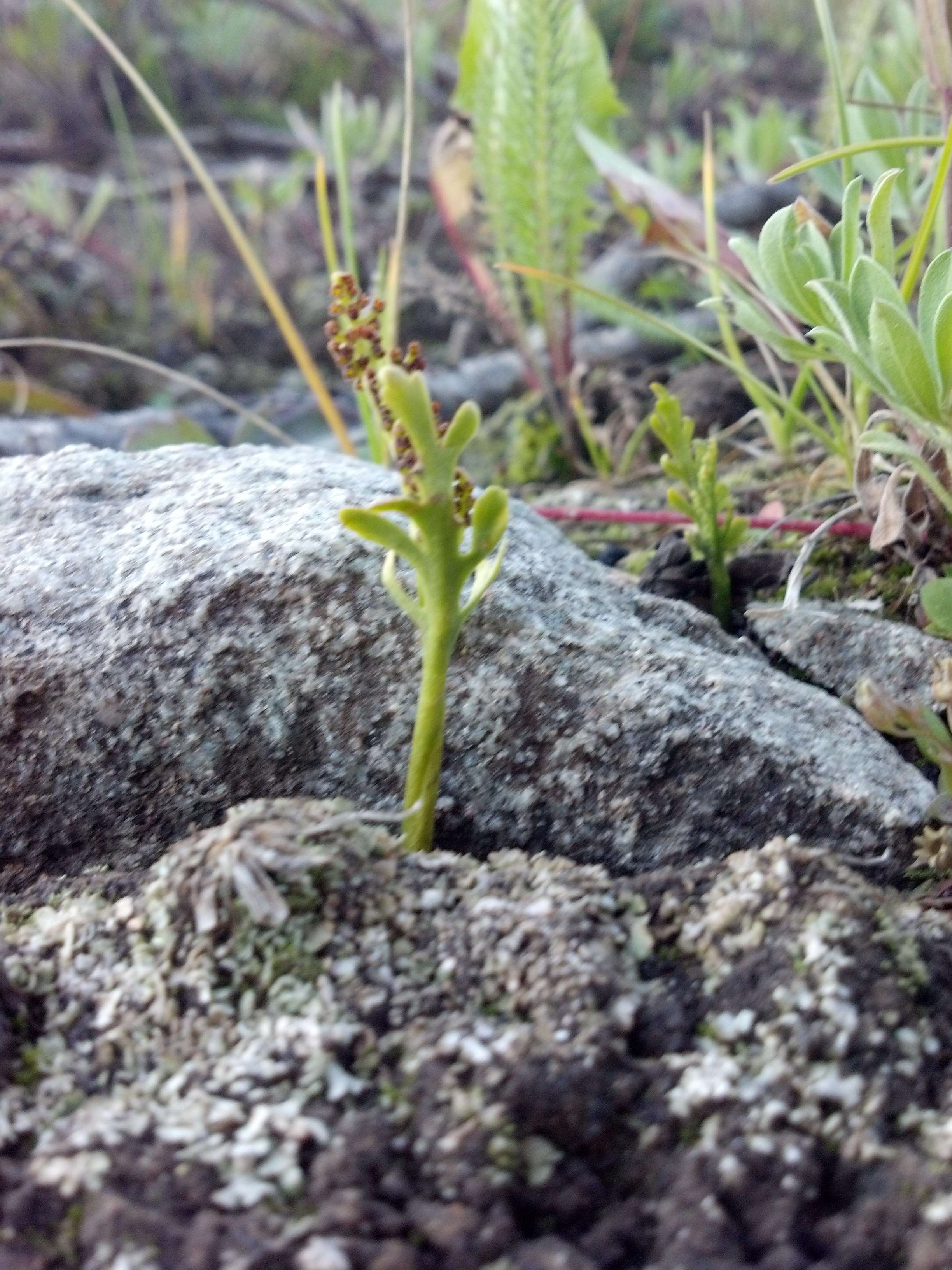 Image of reflected grapefern