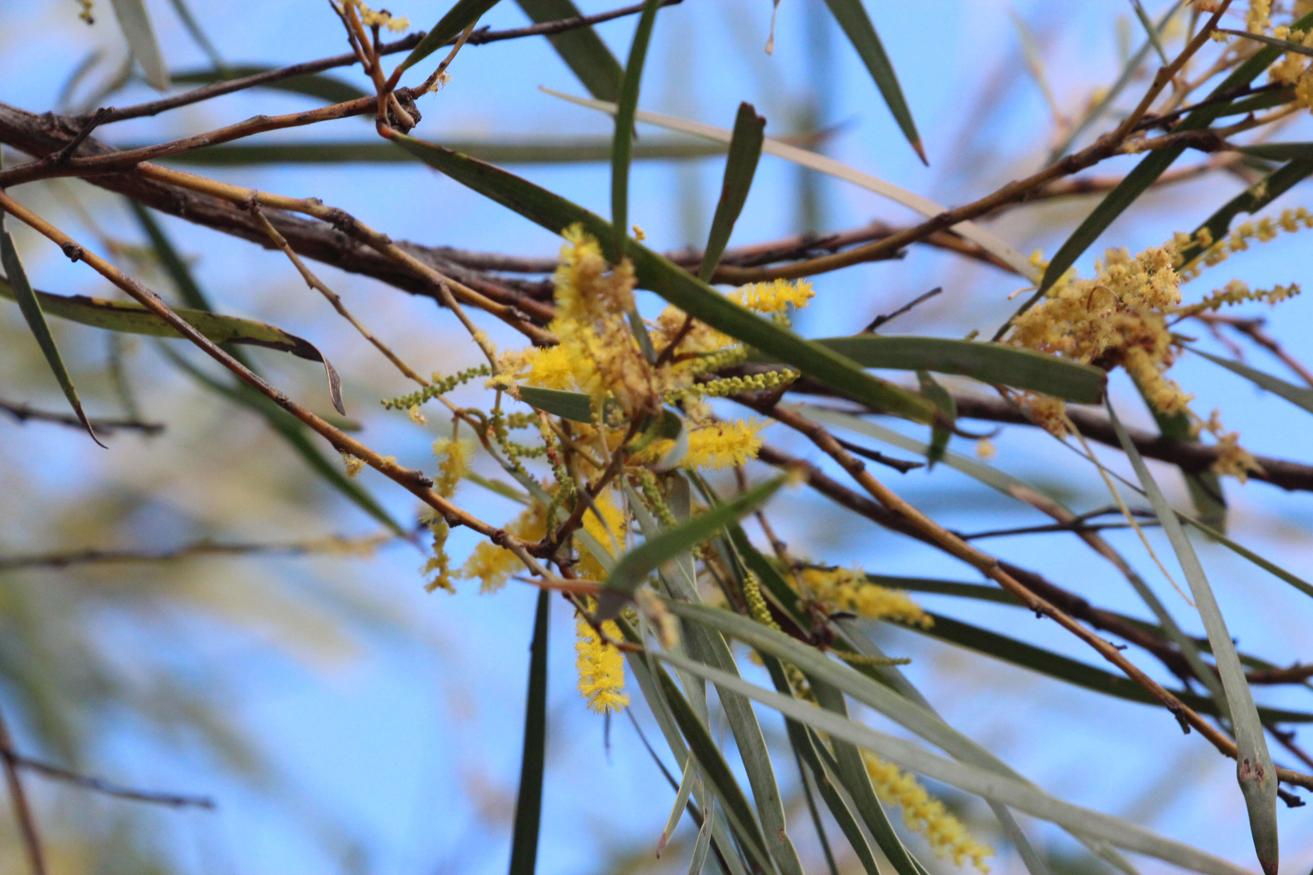 Acacia shirleyi Maiden resmi