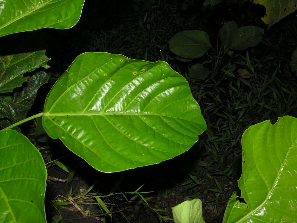 Image of Dendropanax sessiliflorus (Standl. & A. C. Sm.) A. C. Sm.