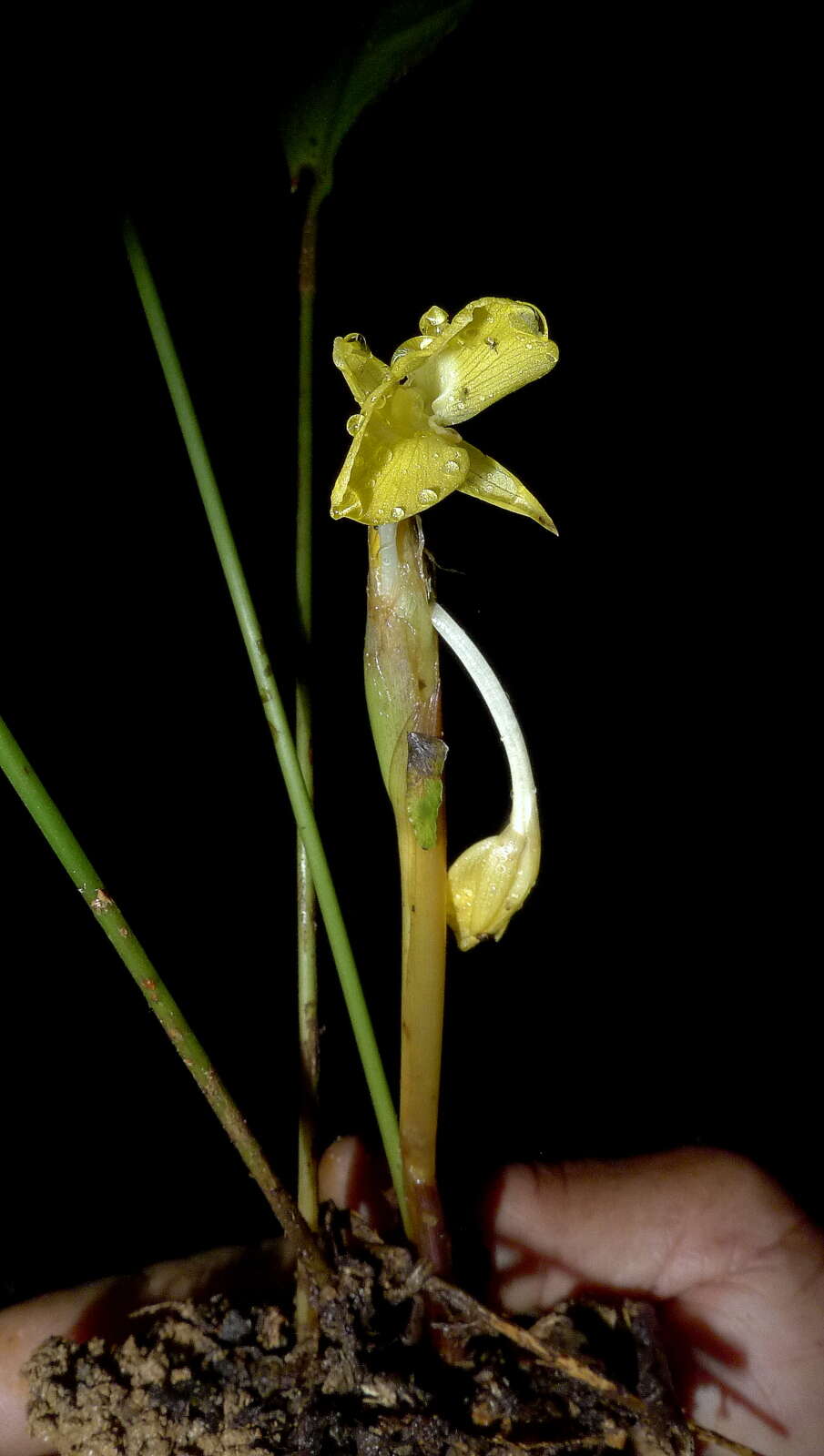 Image de Goeppertia brasiliensis (Körn.) Borchs. & S. Suárez