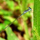 Image of Aciagrion occidentale Laidlaw 1919