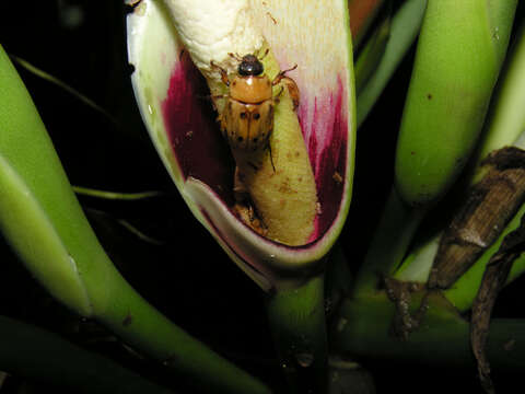 Image of Masked Chafers