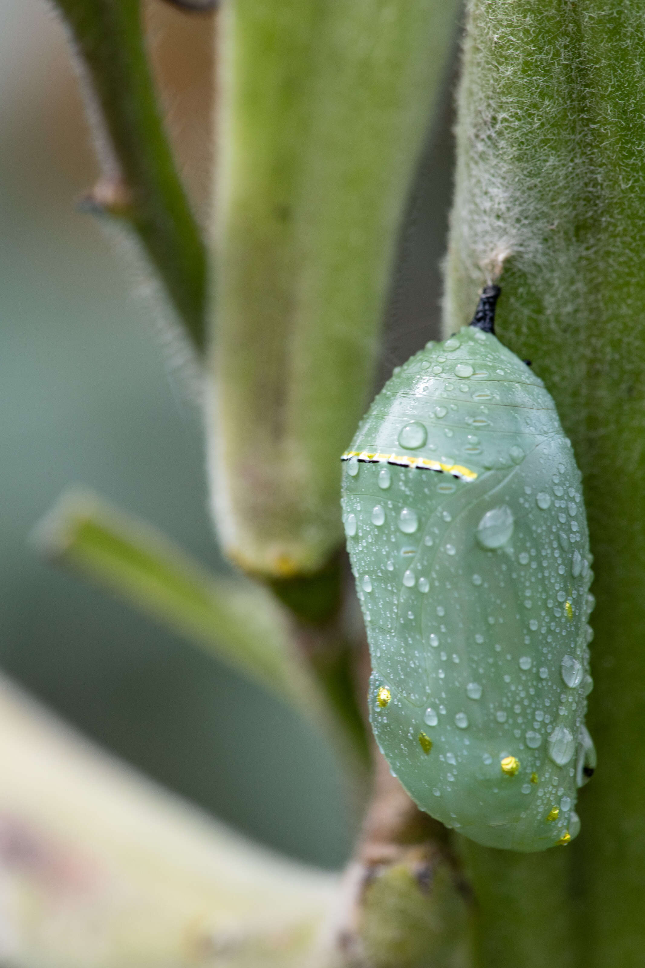 Image of Monarch Butterfly