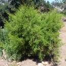 Image of Tecate Cypress