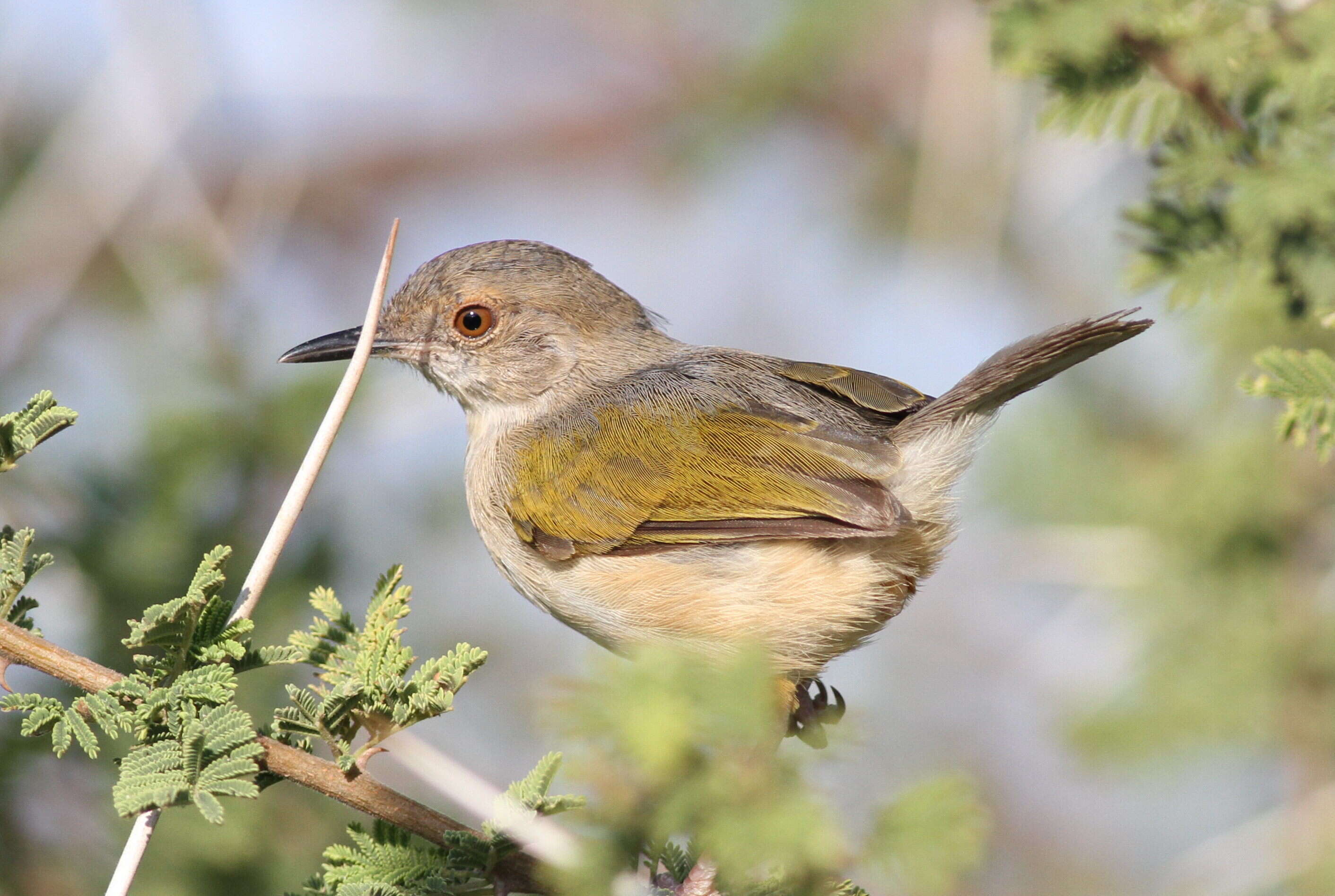 Image of Camaroptera Sundevall 1850