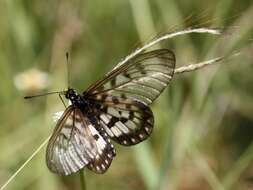 Image of Acraea andromacha Fabricius 1775