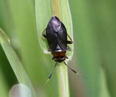 Image of Capsus ater (Linnaeus 1758)