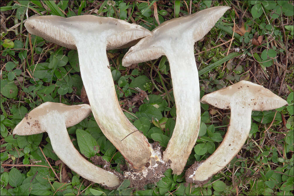 Image of Suillus viscidus (L.) Roussel 1796