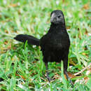 Image of Groove-billed Ani