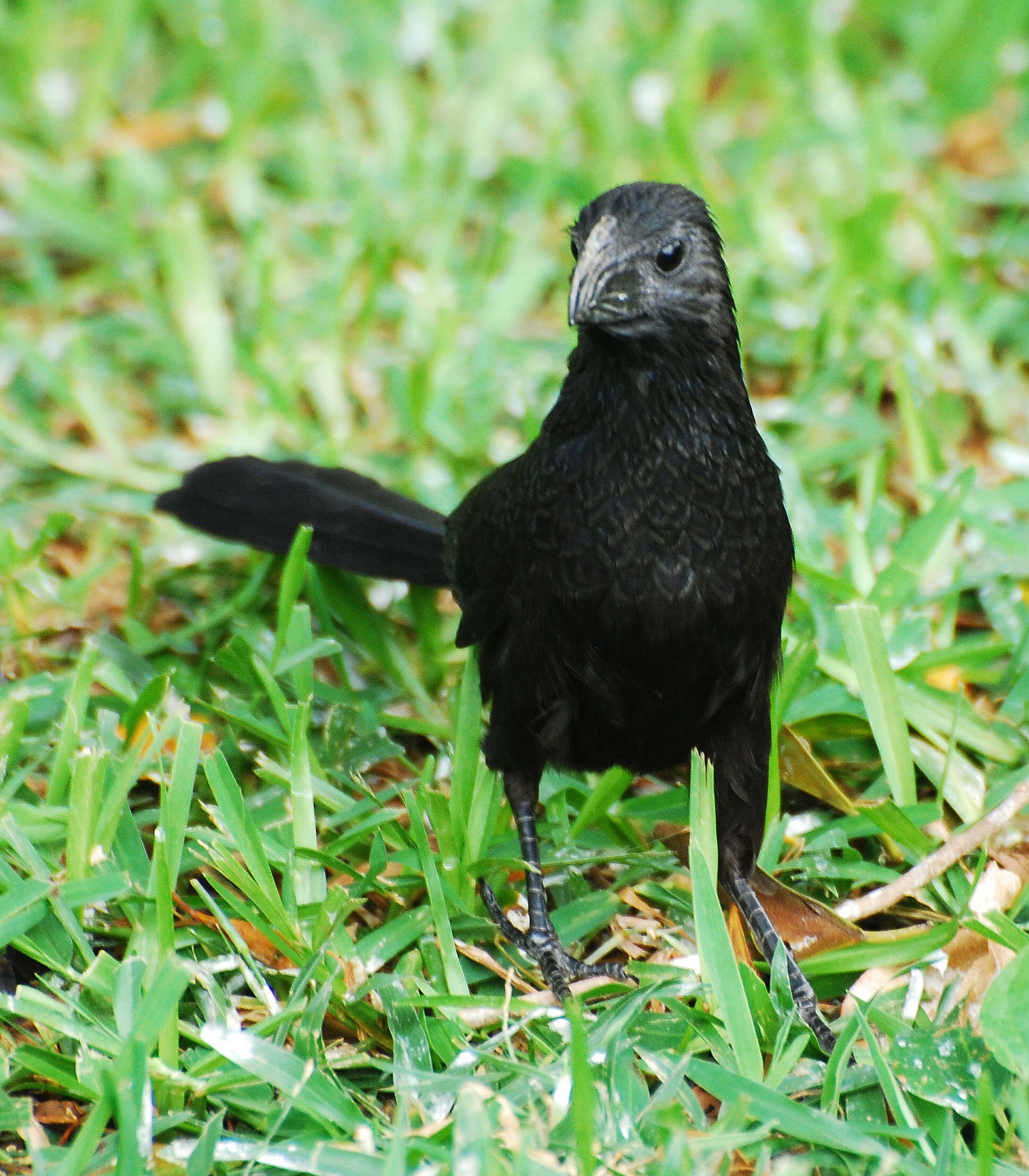 Imagem de Crotophaga Linnaeus 1758