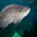 Image of Blackgill rockfish