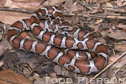 Image of milk snake